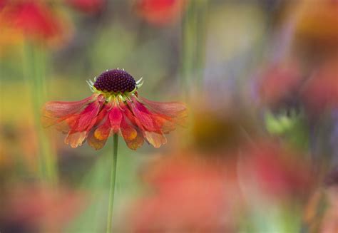 jayne dibnah|Flickr: Photos of Jane Dibnah Floral Art